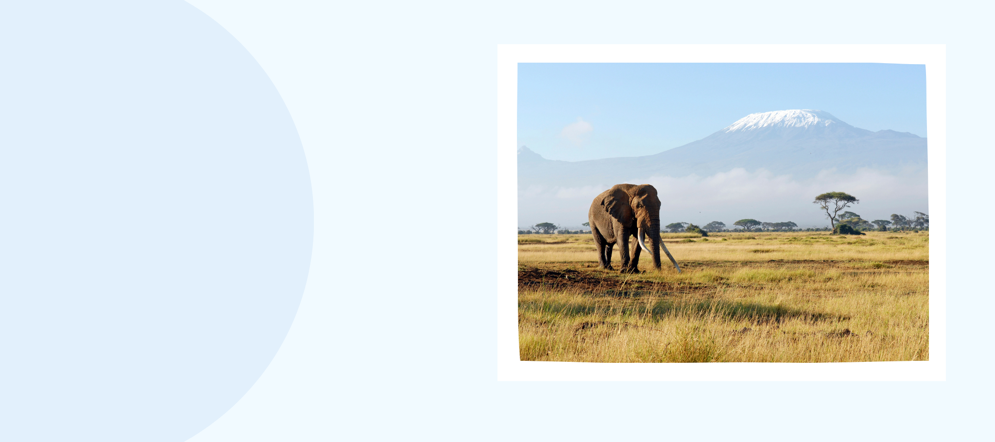 A lone African elephant with large ivory tusks in Africa